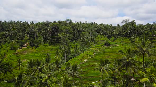 Tegalalang Rice Terrace in Ubud Bali Indonesia