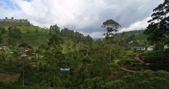 Tropical Landscape of Green Hills with Tea Plantations and Buildings