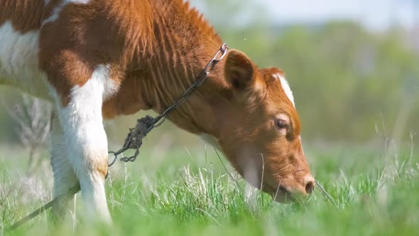 Milk Cow Grazing on Green Farm Pasture on Summer Day