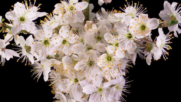 Cherry Blossom. White Flowers Blossoms on the Branches Cherry Tree.