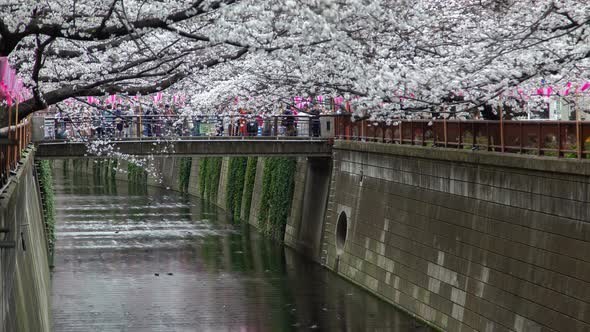 Tokyo Cherry Blossom Meguro River Japan Time Lapse