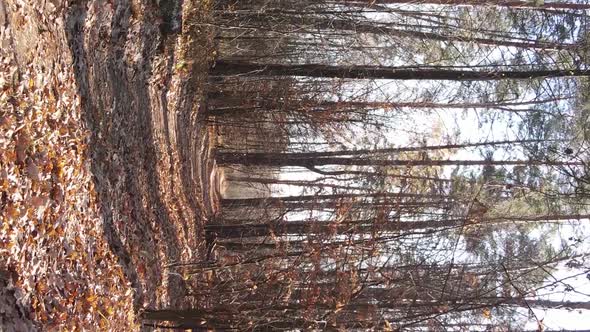 Vertical Video Autumn Forest with Trees in Ukraine Slow Motion