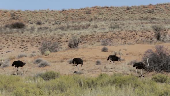 Ostrich Struthio camelus, in Etosha, Namibia