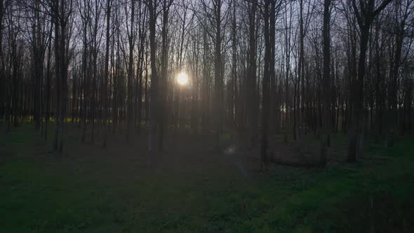 Forest trees. Sunlight over woodland