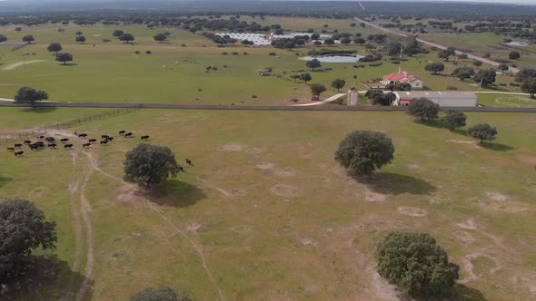 Holm Oak and bulls on a farm, drone shoots