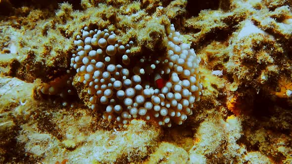 Tropical Clownfish Anemones