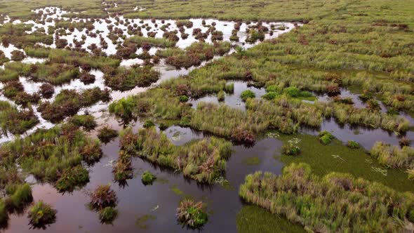 Aerial view wetland with green plant