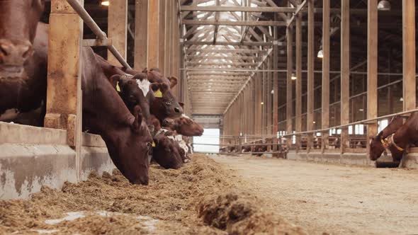 Farmers Walking in Barn with Cows