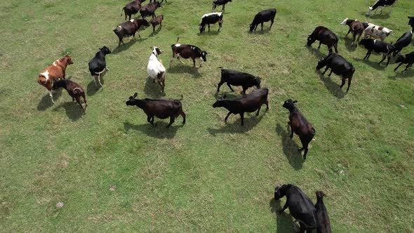 Aerial Herd of Cattle