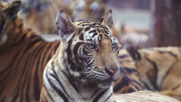 slow motion of bengal tiger