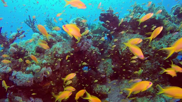 Underwater Scene Coral Reef