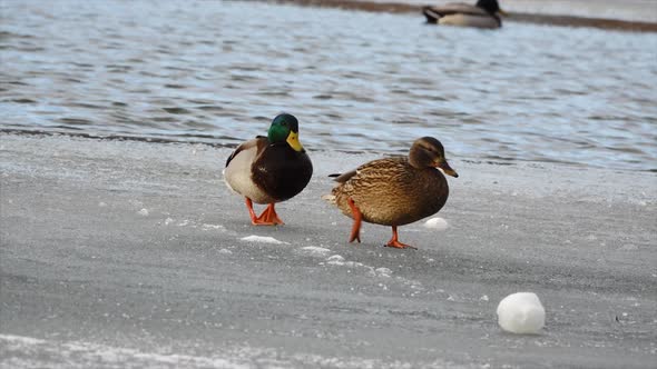 Wild ducks (Anas platyrhynchos) walking on a frozen pond. Winter nature. Slow motion