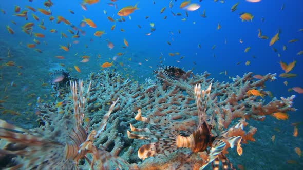 Coral Garden Scene Lion-Fish