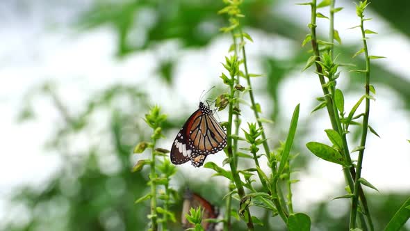 Beautiful butterfly in the tropical rainforest Monarch butterfly on flower Butterfly feeding