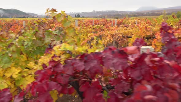 A Young Farmer in a Grape Field