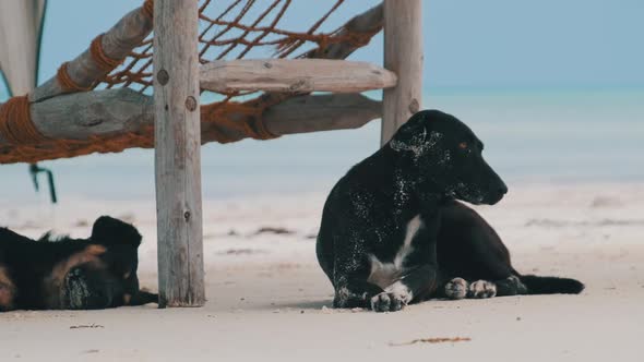 Two Homeless Dogs Sleep on a Sandy Beach Under Sun Loungers By Ocean Zanzibar