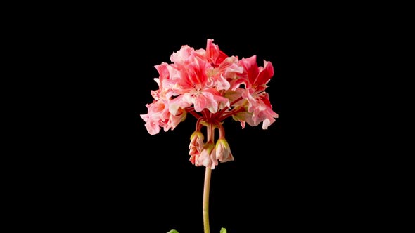 Time Lapse of Opening Pink Geranium Pelargonium Flower