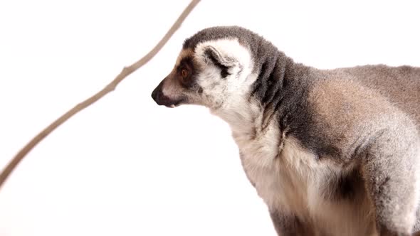 Lemur from Madagascar hanging in a tree on white background