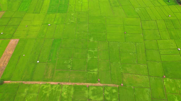 4K Aerial view of agriculture in rice fields for cultivation.