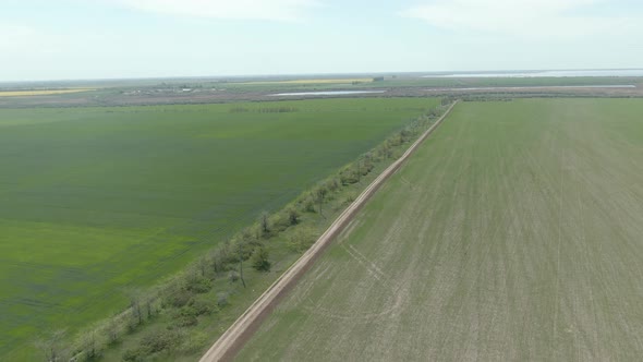 Wheat, Sowing, field