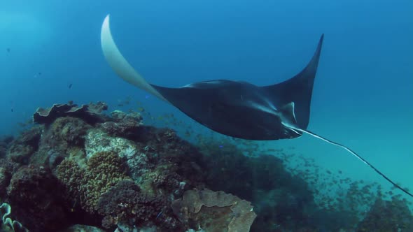 A majestic Manta Ray swims along a tropical reef