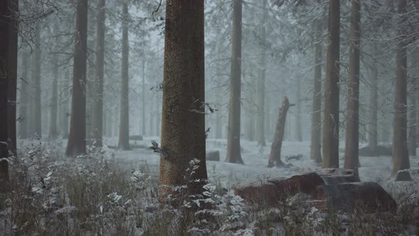 Frozen Winter Forest in the Fog