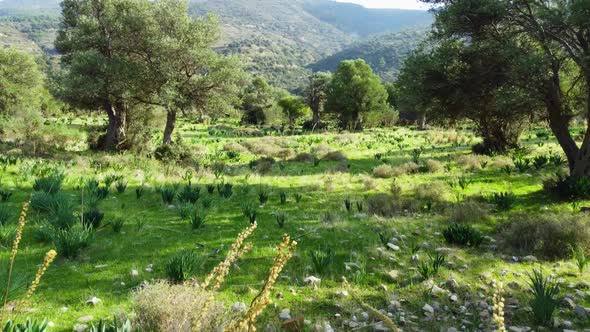 Mediterranean Landscape Drone Slowly Flying Through Olive Trees Beautiful Nature View of Green Grove