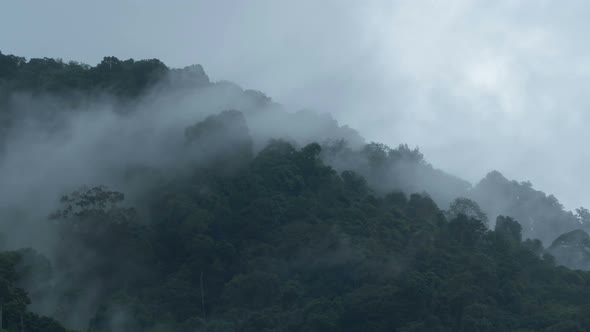 4k time lapse footage of rain forest with fog