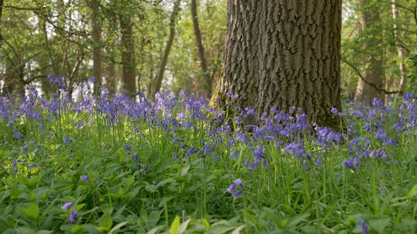 Blooming Bluebells in Forest Background. Panoramic Shot.