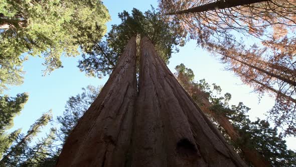 Giant Sequoia Ancient Forest