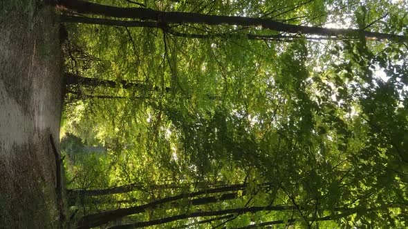 Vertical Video Aerial View of Trees in the Forest on an Autumn Day in Ukraine Slow Motion