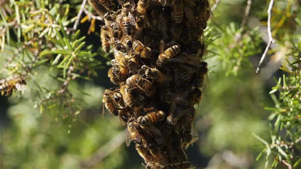 Swarm of bees, occitanie, France