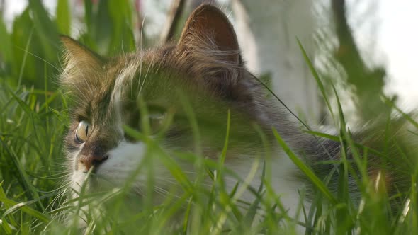 Beautiful Cat Laying On The Grass