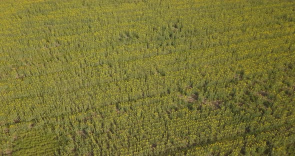 Aerial Survey Of A Large Field Of Rapeseed From A High Height In Spring, 4 K