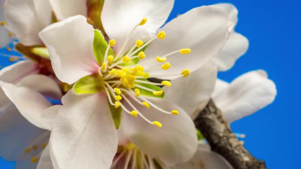 Almond Blossom Timelapse on Blue