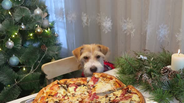 A dog in a red shirt eats pizza from the table. Evening in the kitchen before Christmas