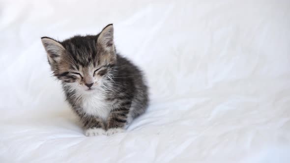 Funny Wet Striped Domestic Kitten Falling Asleep Lying on White Light Blanket on Bed