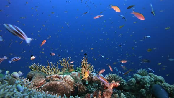 Marine Tropical Garden