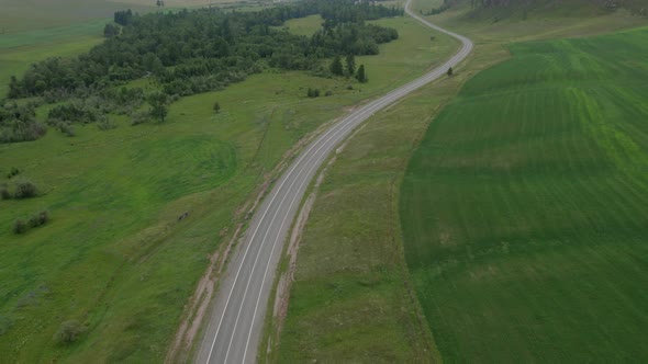 Curve asphalt road between green field in Altai