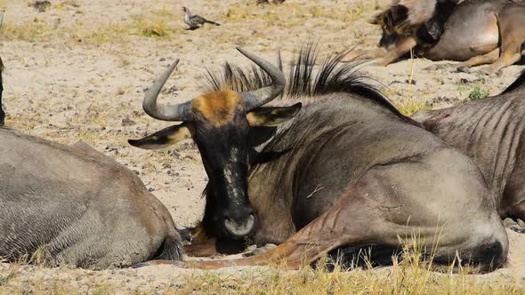 Wildebeest herd resting in hot African afternoon