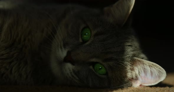 The Streak of Light Illuminates the Face of a Cat Lying in the Dark. Close Portrait Shot