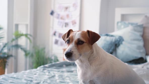 Cute Adorable Domestic Dog Jack Russell Sitting on a Clean Bed in a Beautiful Modern Bedroom at Home