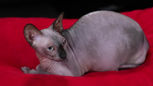 Side View of a Canadian Sphinx Lying on a Red Blanket in the Studio on a Black Background