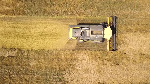 Aerial view of combine harvester harvesting large ripe wheat field. Agriculture from drone view.