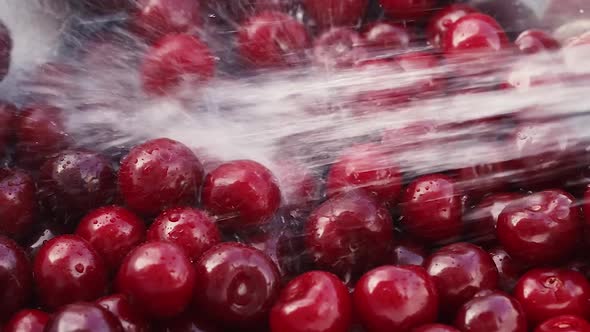 Ripe Cherries Washing with Water