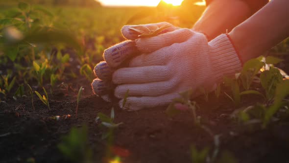 Farmer Hand Holding Leaf of Cultivated Plant