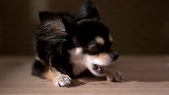 black color fur chihuahua dog laying down chewing beef snack with joyful on wooden floor at home