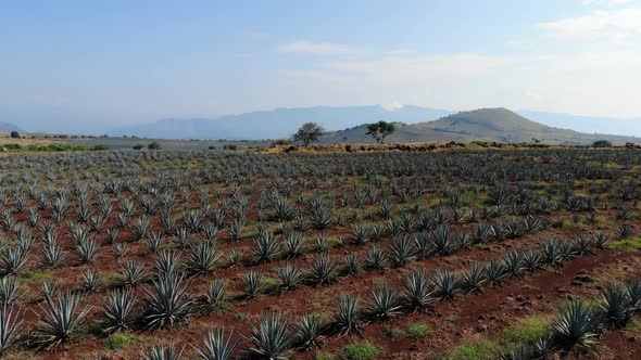 Landscape agave fields sowing lands of maguey blue agave for tequila