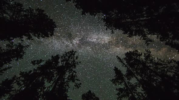 Spinning time lapse looking up through tall trees