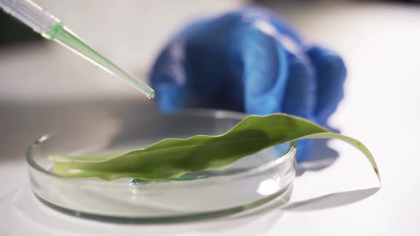 Scientist Adds Few Drops of Reagent To Mixture with Plant Experiments Slowmo